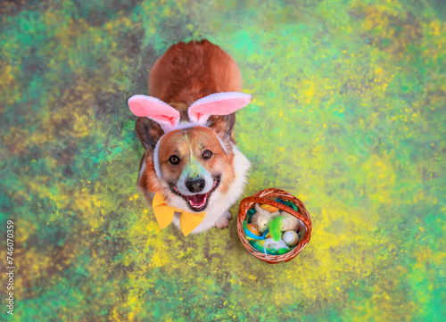 charming corgi dog puppy sitting in the spring Easter garden sprinkled with Holly colors in rabbit ears