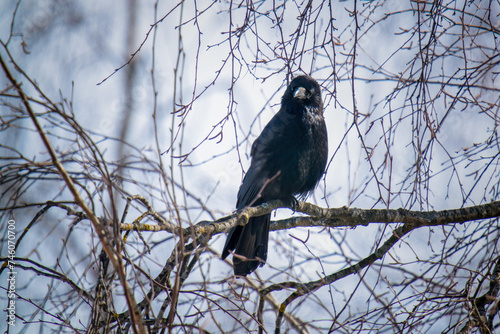 a raven bird, corvus corax, perched on a birch at a sunny spring morning