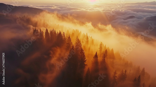 beautiful view of the forest in the morning