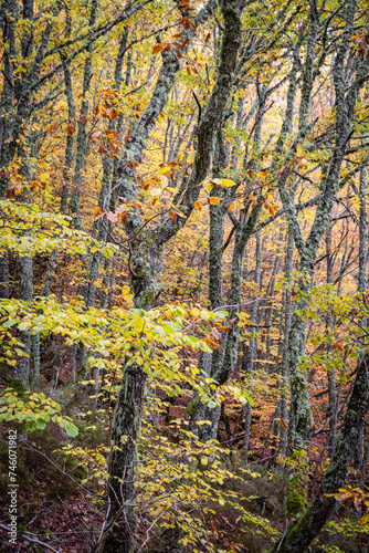 Pardomino Forest  Picos de Europa Regional Park  Bo  ar  Castilla-Leon  Spain