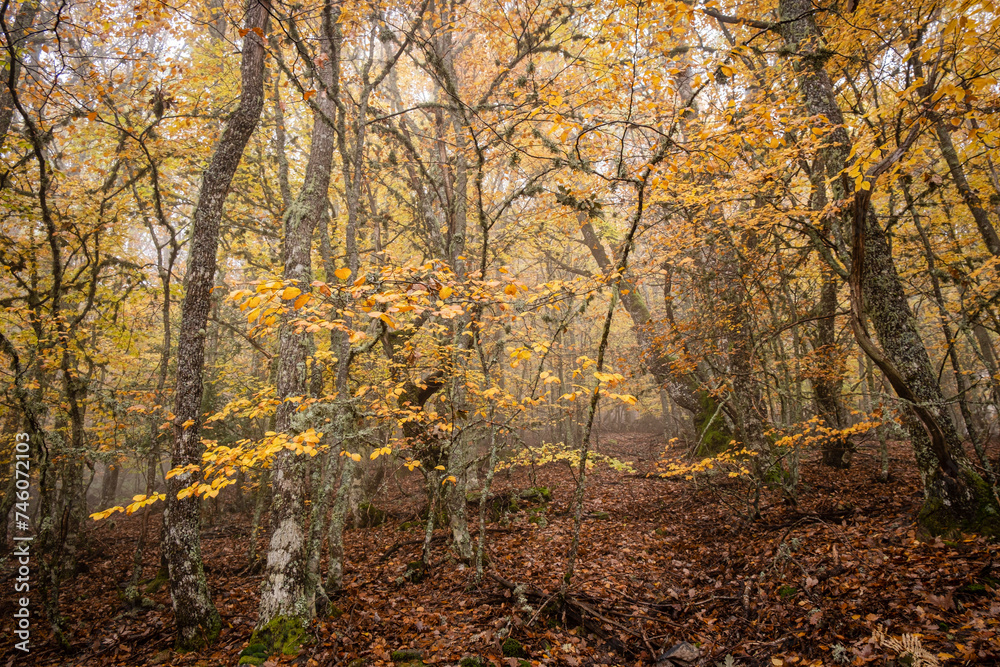 Pardomino Forest, Picos de Europa Regional Park, Boñar, Castilla-Leon, Spain Pardomino Forest, Picos de Europa Regional Park, Boñar, Castilla-Leon, Spain