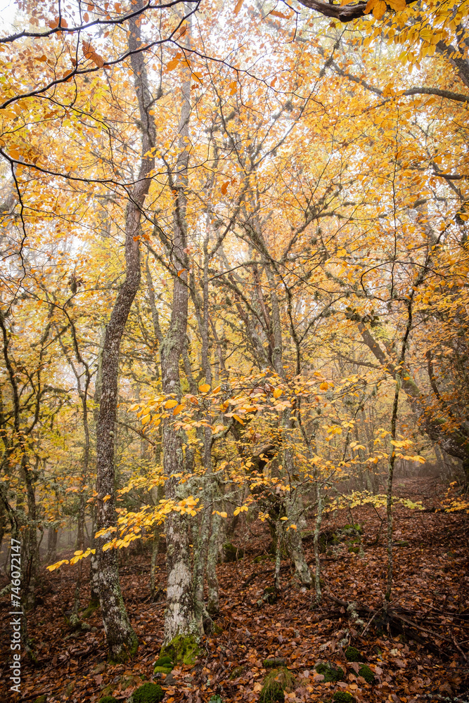 Pardomino Forest, Picos de Europa Regional Park, Boñar, Castilla-Leon, Spain