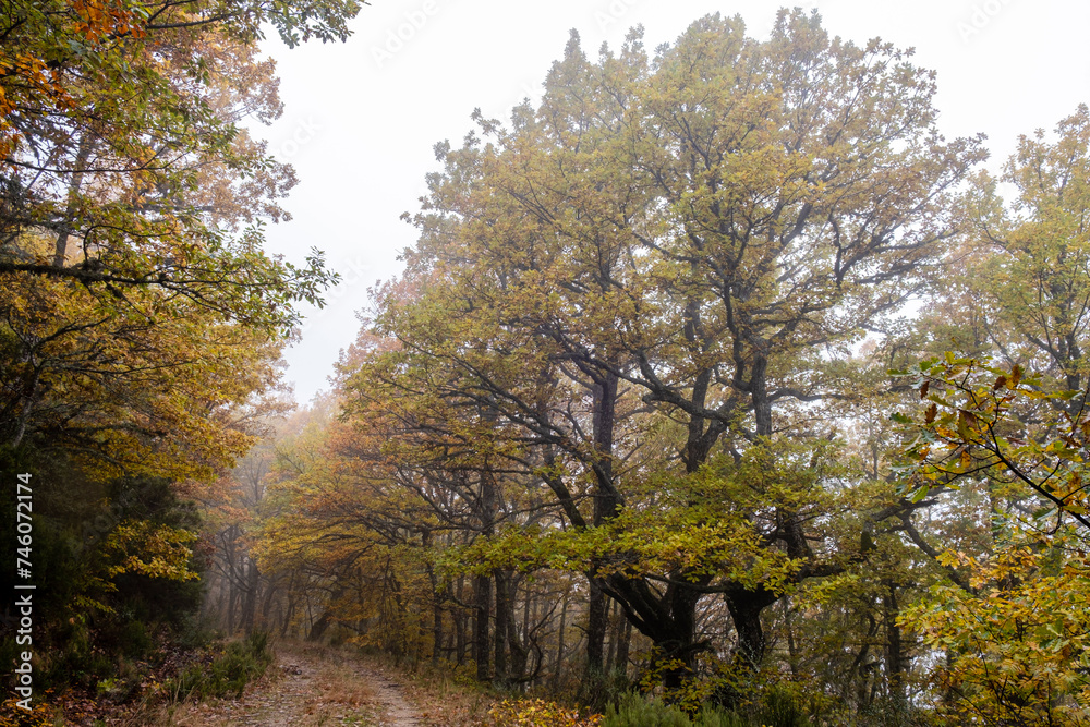 Fototapeta premium Pardomino Forest, Picos de Europa Regional Park, Boñar, Castilla-Leon, Spain