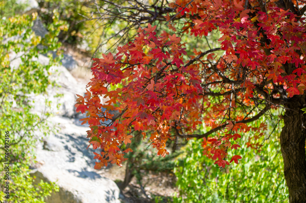 red and green leaves red and green leaves