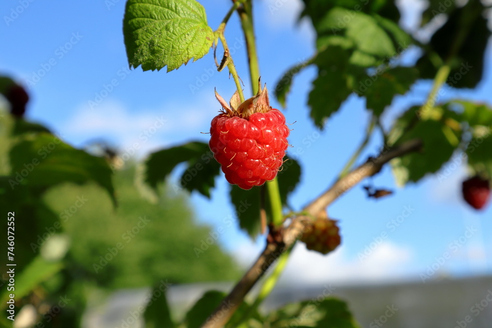 Obraz premium One large red raspberry at a bush.
