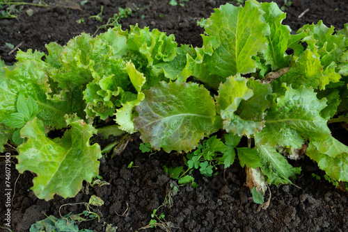 Cultivating green organic lettuce salad in vegetables garden