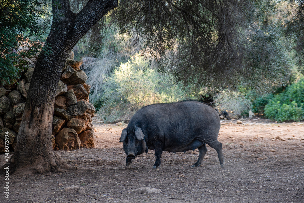 herd of black pigs of Majorcan variety, Llucmajor, Mallorca, Spain herd of black pigs of Majorcan variety, Llucmajor, Mallorca, Spain