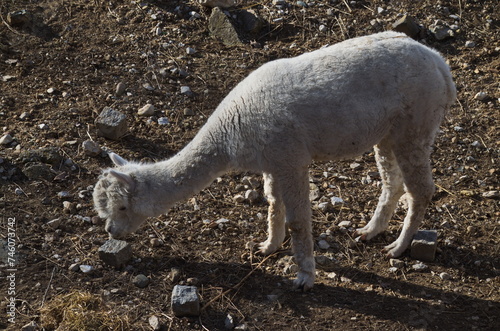 A little Llama alpaca walks in the farmyard looking for her herd, Sofia, Bulgaria 