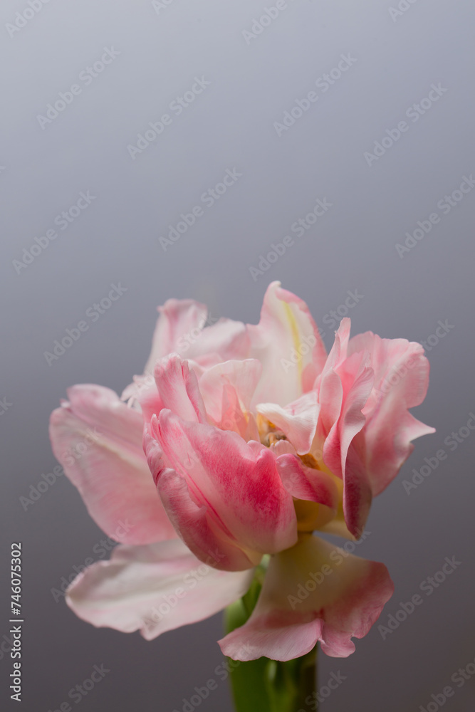 Beautiful terry pink tulip flower