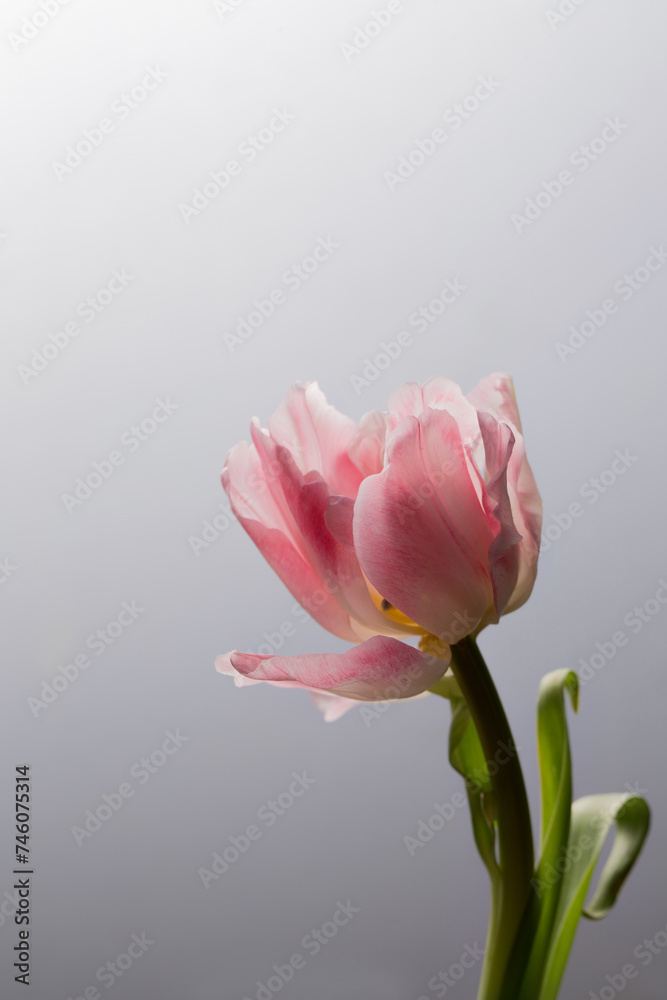 Beautiful terry pink tulip flower Beautiful terry pink tulip flower