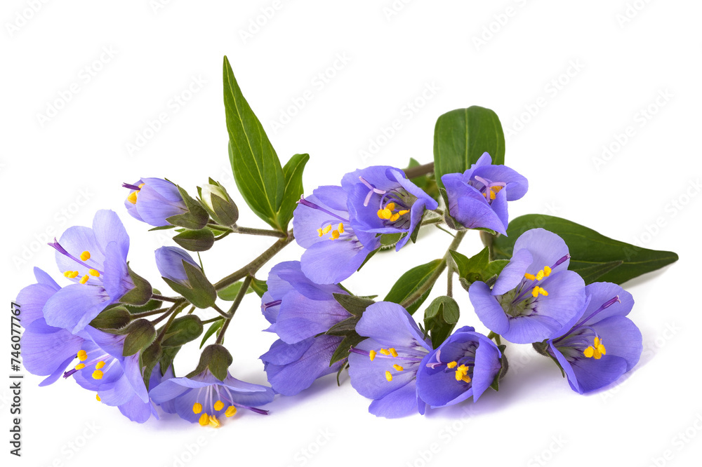 Fotografie Jacob's ladder flowers