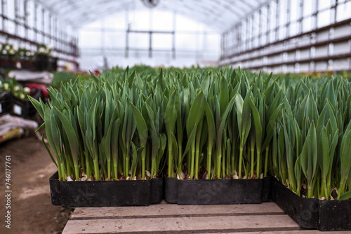 tulips flowers plants farmer women s day bulbs green yellow greenhouse grow garden bloom blooming nature spring flora pink leaf leaves March 8