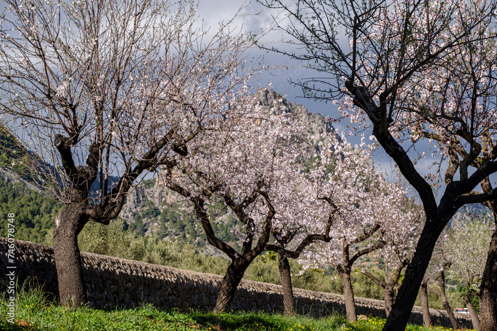 flowering almond tree, Bunyola, Mallorca, Balearic Islands, Spain flowering almond tree, Bunyola, Mallorca, Balearic Islands, Spain