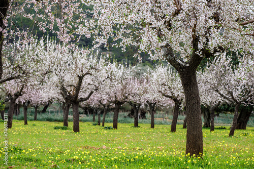 field of almond blossoms, Mancor de la Vall, Mallorca, Balearic Islands, Spain