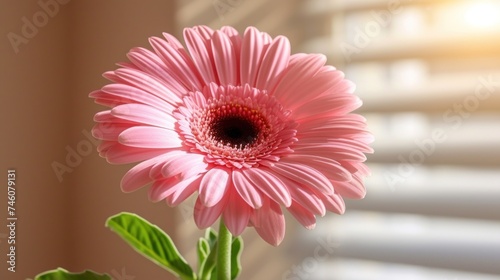 a pink flower sitting in a vase next to a window with the sun shining through the blinds on the windowsill.