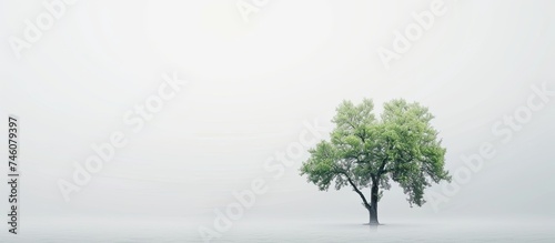 A single tree stands in the middle of a field covered in thick fog. The trees branches reach out into the mist  creating a stark contrast against the grey background.