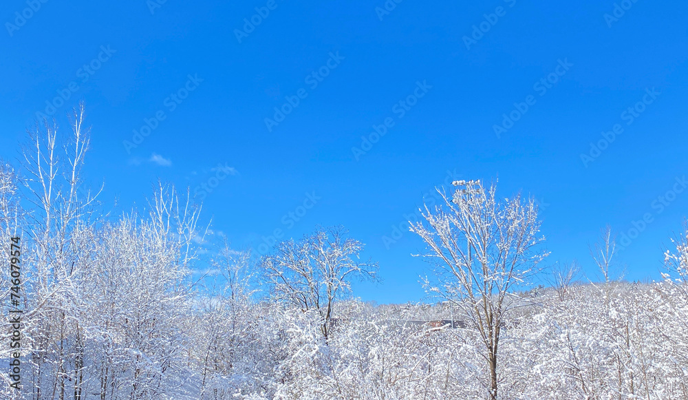 Snow covered tree branches against a blue sky in winter. Snow covered tree branches against a blue sky in winter.
