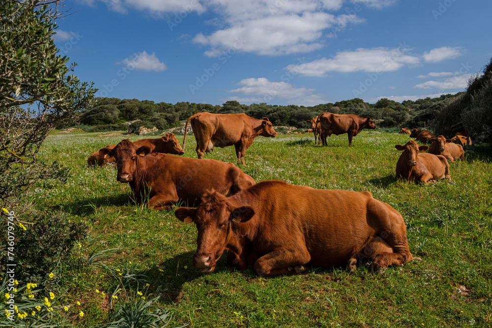 Menorcan cows grazing, Es Tudons, Ciutadella, Menorca, Balearic Islands, Spain Menorcan cows grazing, Es Tudons, Ciutadella, Menorca, Balearic Islands, Spain