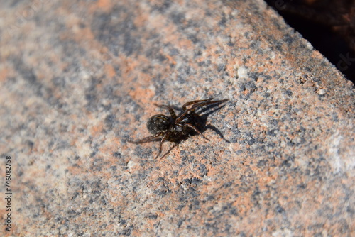 trichterspinne