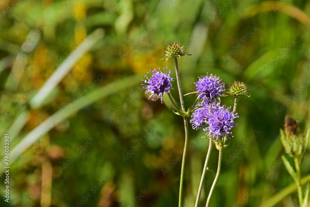 blüten des Teufelsabbiss blüten des Teufelsabbiss