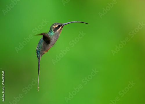 Phaethornis guy, Green hermit caught in fly photo