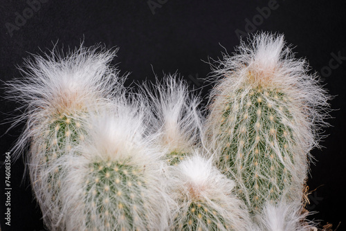 cotton wool on cactus spines  Pilosocereus  Mallorca  Balearic Islands  Spain