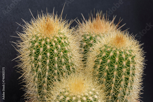 Pilosocereus cactus  Mallorca  Balearic Islands  Spain