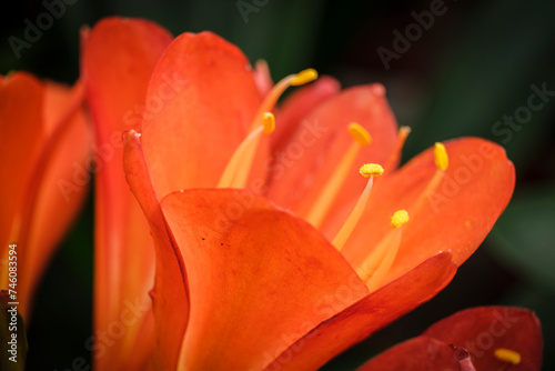 Clivia miniata  Mallorca  Balearic Islands  Spain