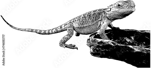 bearded dragon lizard with food bowl, sketch, in black, isolated 