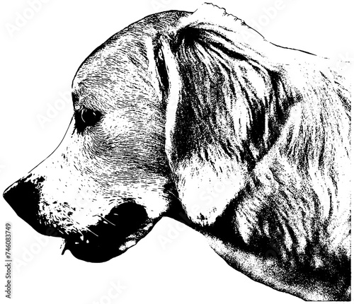 Golden retriever profile, portrait, sketch in black, isolated 