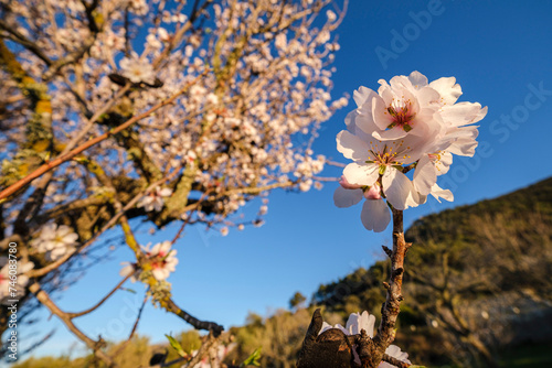 almond blossoms, Randa, Mallorca, Balearic Islands, Spain