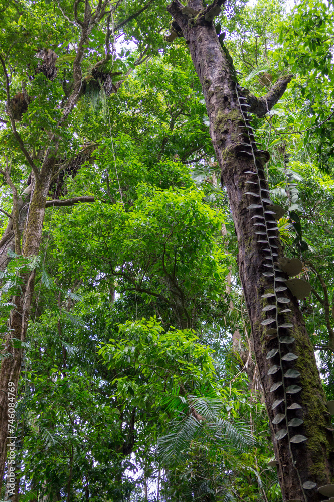 Fototapeta premium Bushwalking along the Mossman River in Mossman Gorge, Daintree National Park, Queensland, Australia