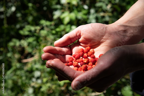 Fotografi Man giving fresh picked wild strawberries
