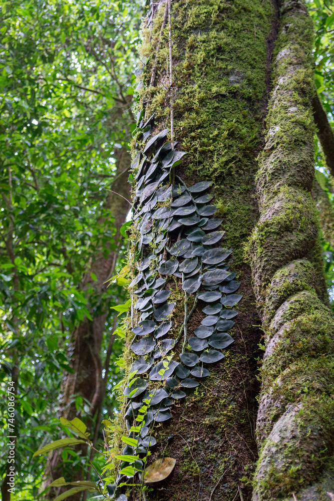 Fototapeta premium Bushwalking along the Mossman River in Mossman Gorge, Daintree National Park, Queensland, Australia