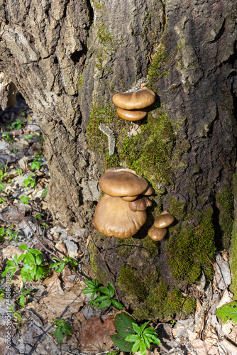 fungi are saprophytes and parasites living on tree trunks, in their natural habitat