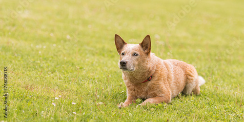 dynamic australian cattle dog in the meadow: observant, alert, and energetic