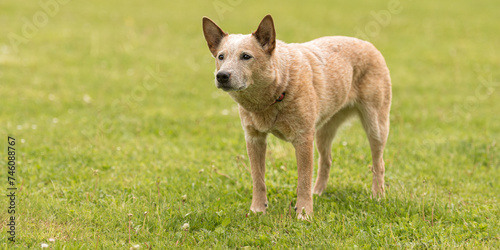 dynamic australian cattle dog in the meadow: observant, alert, and energetic