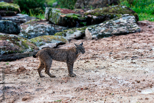 Canvas Print Young Iberian lynx in the Sierra de Andujar. Spain