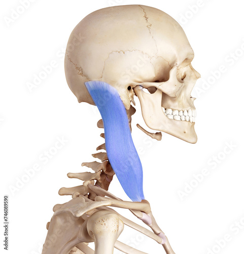 Sternocleidomastoideus of the superficial front line 