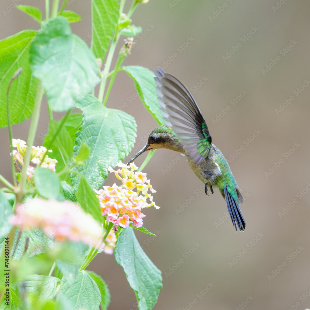 Obraz premium Garden Emerald (Chlorostilbon assimilis) drinking nectar in flight.