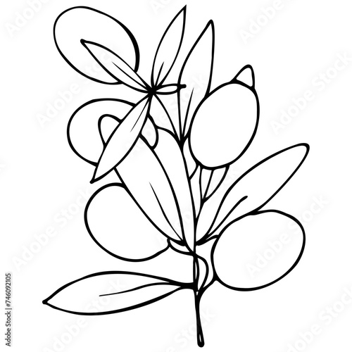 flower vector, outline black and white, olive, tattoo, sketch, freehand drawing, branch with olive leaves, olive branch