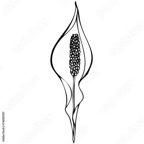 black and white illustration of a florist, flower vector, black and white outline, Calla lily, tattoo, sketch, freehand drawing
