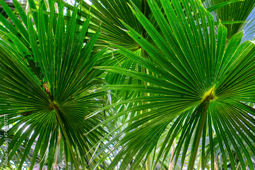 Details in a tropical botanic garden in Edge Hill near Cairns  Queensland  Australia