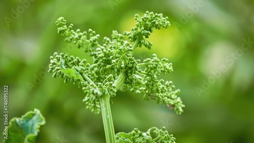 Rumex altissimus. Docks and sorrels, genus Rumex, are genus of about 200 species of annual, biennial, and perennial herbs in buckwheat family, Polygonaceae. photo