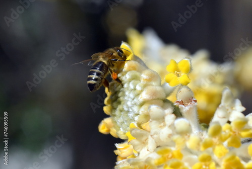 Biene auf einem Japanischen Papierbusch