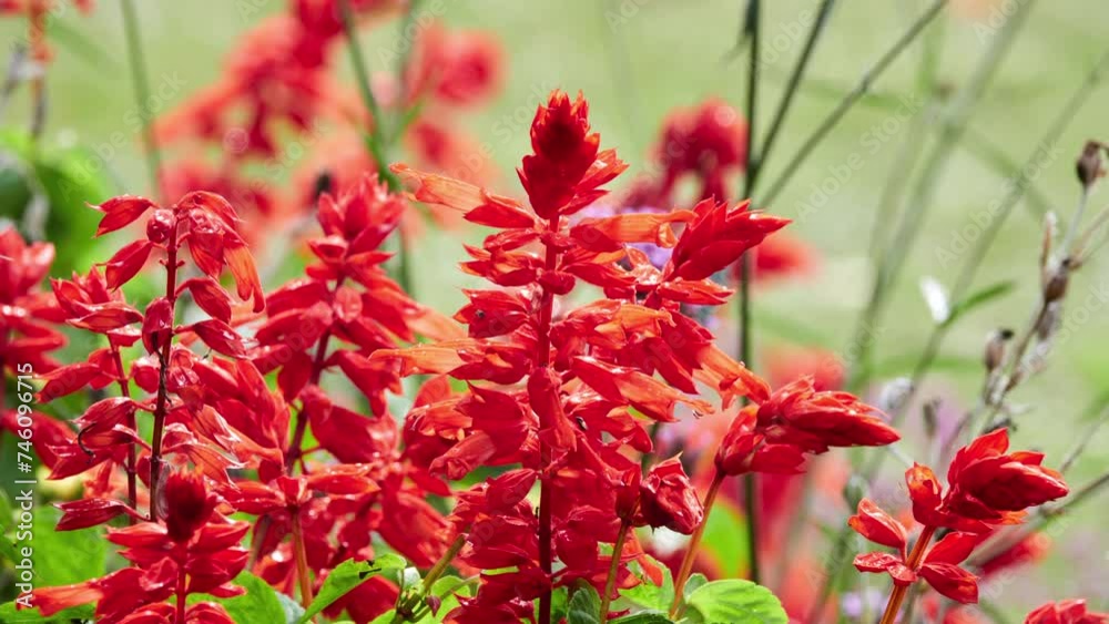 Salvia splendens, scarlet sage, is tender herbaceous perennial plant