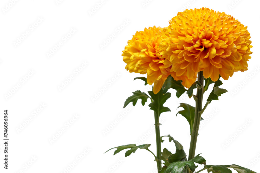 オレンジ色の二輪の菊 オレンジ色の二輪の菊