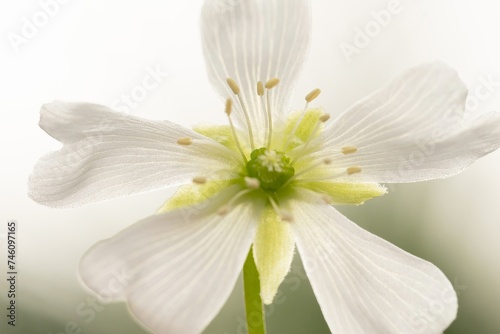 Beautiful tropical white flower on white isolated background. Extreme close image of inside white tulip flower. Venus Flytrap