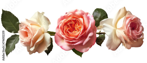 A collection of cream and pink roses that still have stems and leaves, isolated within a transparent background. Fresh roses, a set of roses. Created with Generative AI