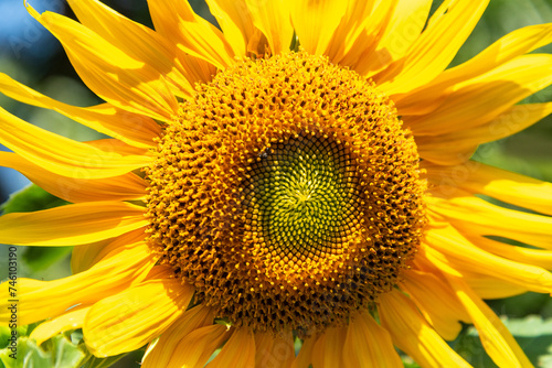 Close up of sunflower.